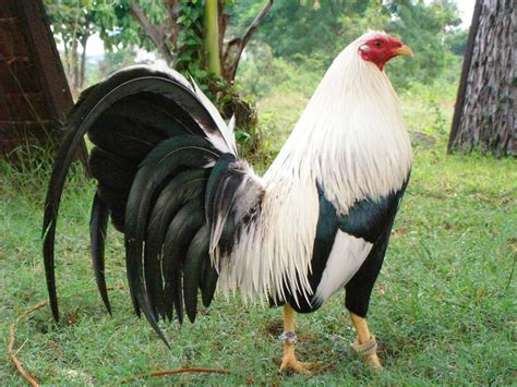 manok pang sabong